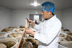 (AmazingAnhui)CHINA-ANHUI-HUANGSHAN-FERMENTED MANDARIN FISH (CN)