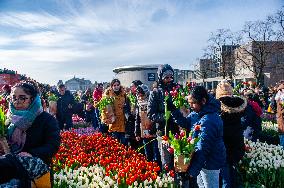 National Tulip Day Organized In Amsterdam.