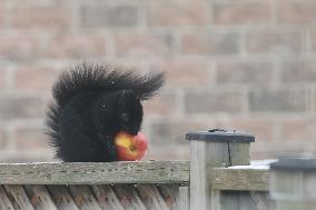 Black Squirrel Eating An Apple In Toronto
