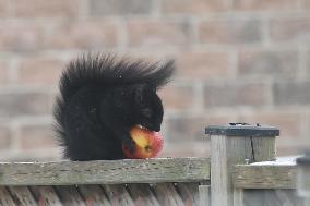 Black Squirrel Eating An Apple In Toronto