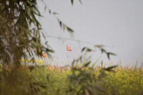 Devotees Prepare For India's Ayodhya Temple Opening