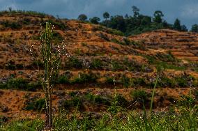 The Indonesia Reforestation Polemic