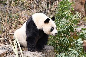 A Giant Panda at Hongshan Forest Zoo in Nanjing