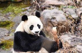 A Giant Panda at Hongshan Forest Zoo in Nanjing