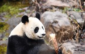 A Giant Panda at Hongshan Forest Zoo in Nanjing