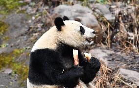 A Giant Panda at Hongshan Forest Zoo in Nanjing