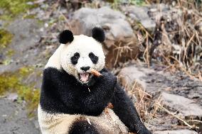 A Giant Panda at Hongshan Forest Zoo in Nanjing