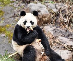 A Giant Panda at Hongshan Forest Zoo in Nanjing