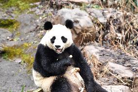 A Giant Panda at Hongshan Forest Zoo in Nanjing