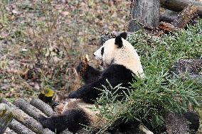 A Giant Panda at Hongshan Forest Zoo in Nanjing