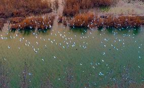Egrets Fly Over The Hongze Lake Wetland in Suqian