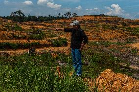 Indonesia's Reforestation Polemic