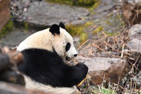 A Giant Panda at Hongshan Forest Zoo in Nanjing