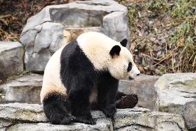 A Giant Panda at Hongshan Forest Zoo in Nanjing