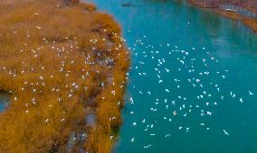Egrets Fly Over The Hongze Lake Wetland in Suqian