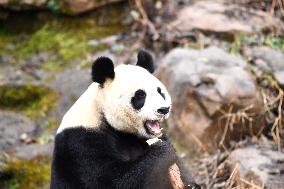 A Giant Panda at Hongshan Forest Zoo in Nanjing