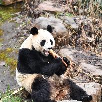 A Giant Panda at Hongshan Forest Zoo in Nanjing