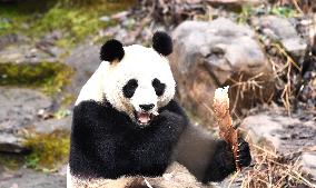 A Giant Panda at Hongshan Forest Zoo in Nanjing