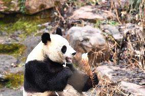 A Giant Panda at Hongshan Forest Zoo in Nanjing