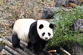 A Giant Panda at Hongshan Forest Zoo in Nanjing