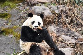 A Giant Panda at Hongshan Forest Zoo in Nanjing