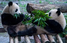 Giant Panda at Chongqing Zoo