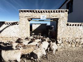 CHINA-XIZANG-HERDER-SHEEP BREEDING COOPERATIVES (CN)