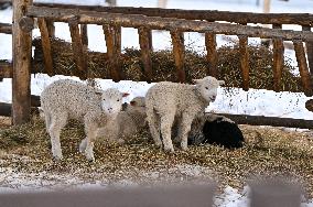 Animals of Shevchenkivskyi Hai in Lviv