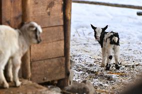 Animals of Shevchenkivskyi Hai in Lviv