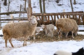 Animals of Shevchenkivskyi Hai in Lviv