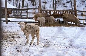 Animals of Shevchenkivskyi Hai in Lviv