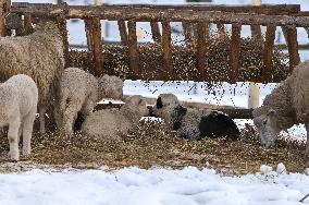 Animals of Shevchenkivskyi Hai in Lviv