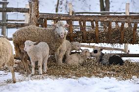 Animals of Shevchenkivskyi Hai in Lviv