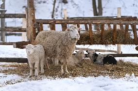 Animals of Shevchenkivskyi Hai in Lviv