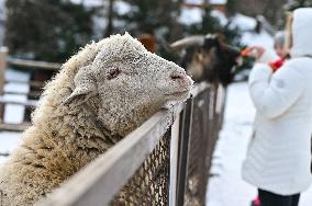 Animals of Shevchenkivskyi Hai in Lviv