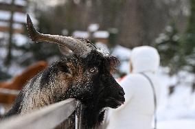 Animals of Shevchenkivskyi Hai in Lviv