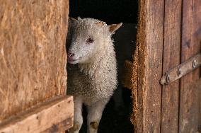 Animals of Shevchenkivskyi Hai in Lviv