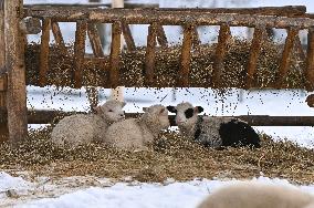 Animals of Shevchenkivskyi Hai in Lviv