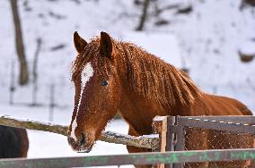 Animals of Shevchenkivskyi Hai in Lviv