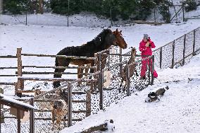 Animals of Shevchenkivskyi Hai in Lviv