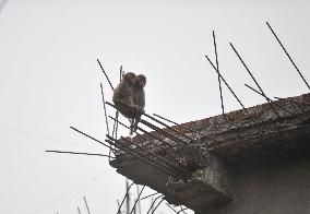 Rhesus Monkey during Foggy Winter Morning - Bangladesh