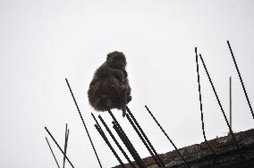 Rhesus Monkey during Foggy Winter Morning - Bangladesh