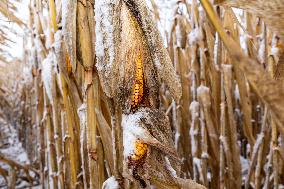 Low Corn Prices In 2023-24 Season In Poland