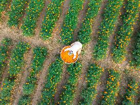 Farmers Collect Marigold Flowers In Godkhali Union Of Jessore, Bangladesh.