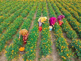 Farmers Collect Marigold Flowers In Godkhali Union Of Jessore, Bangladesh.
