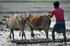 Farmer Plowing The Land With Traditional Methods