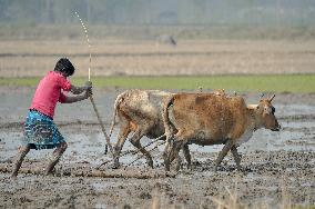 Farmer Plowing The Land With Traditional Methods