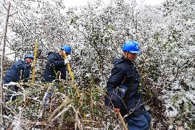Low Temperature Freezing Disaster Level IV Emergency Response in Liuzhou