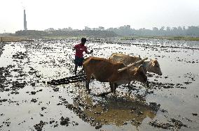 Farmer Plowing The Land With Traditional Methods - Bangladesh