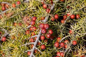 Close Up Of Juniperus Oxycedrus Branches And Berries At Mount Chortiatis
